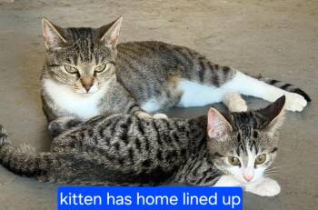 AC - Angel -  Domestic Short Hair Cat for Adoption in Newnan, Georgia - AC - Angel | PetCurious