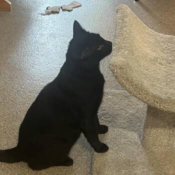 Terrence -  Domestic Short Hair Cat for Adoption in Sarasota, Florida - Terrence | PetCurious