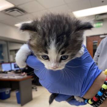 Domestic Short Hair Cats Available for Adoption in Columbus, Georgia - 05/11/2026-Stray-RiverRoad-2 | PetCurious