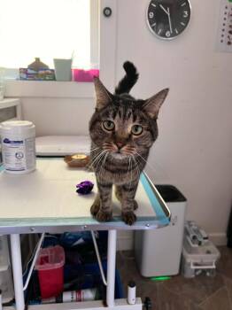 Lulu -  Tabby Cat for Adoption in Burnaby, British Columbia - Lulu | PetCurious