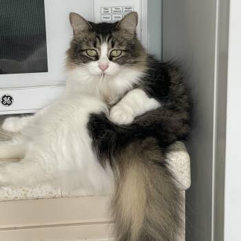 Domestic Medium Hair Cats Available for Adoption - Shirley  | PetCurious