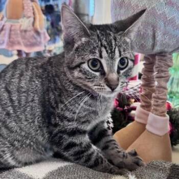 Rescue Domestic Short Hair and Tabby Cats for Adoption in Liverpool, Texas - Jordan | PetCurious