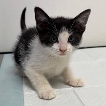 Boujee -  Domestic Short Hair Cat for Adoption in Nashville, Tennessee - Boujee | PetCurious