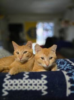 Hobbes & Garfield -  Domestic Short Hair Cat for Adoption in Tampa, Florida - Hobbes & Garfield | PetCurious