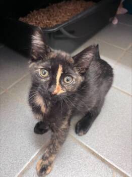 Schnookums -  Domestic Short Hair Cat for Adoption in Honolulu, Hawaii - Schnookums | PetCurious