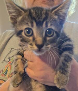 Fallon (Green) -  Domestic Short Hair Cat for Adoption in Crocker, Missouri - Fallon (Green) | PetCurious