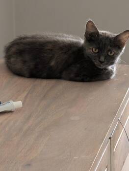 Beulah -  Domestic Short Hair Cat for Adoption in Virginia Beach, Virginia - Beulah | PetCurious