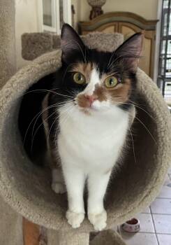 Pumpkin -  Calico and Domestic Medium Hair Cat for Adoption in Theodore, Alabama - Pumpkin | PetCurious