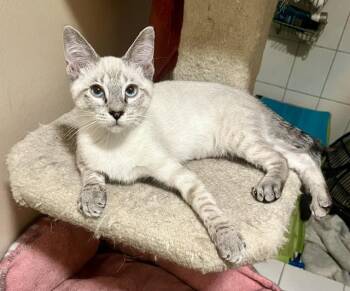 Blueberry -  Siamese Cat for Adoption in Tustin, California - Blueberry | PetCurious