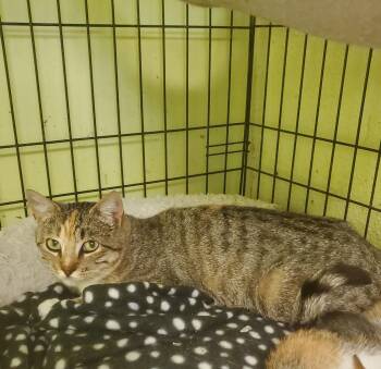 Lulu -  American Shorthair Cat for Adoption in Tunica, Mississippi - Lulu | PetCurious
