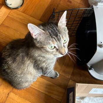 Agatha Christie -  Domestic Short Hair Cat Available for Adoption in Columbia, Missouri - Agatha Christie | PetCurious