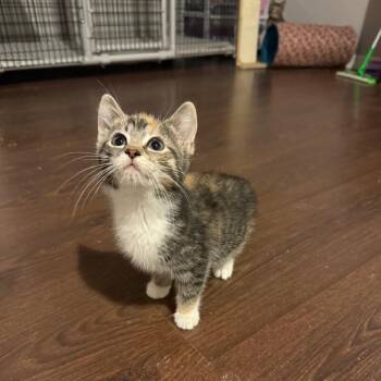 Imogen -  Domestic Short Hair Cat for Adoption in Hedgesville, West Virginia - Imogen | PetCurious