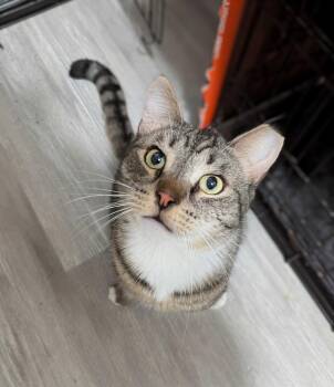 Domestic Short Hair Cats Available for Adoption - Brock | PetCurious