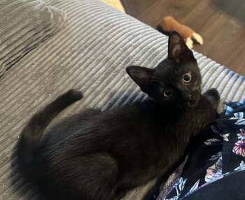Squeak -  Domestic Short Hair Cat for Adoption in Tehachapi, California - Squeak | PetCurious