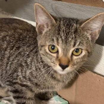 Miss Cherry -  Domestic Short Hair Cat for Adoption in Inwood, West Virginia - Miss Cherry | PetCurious