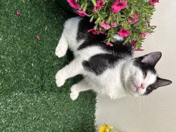 KJ -  Domestic Short Hair Cat Available for Adoption in Effingham, Illinois - KJ | PetCurious