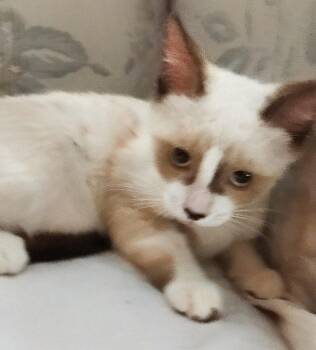 Siamese Cats Available for Adoption in Oakland Park, Florida - Haley | PetCurious