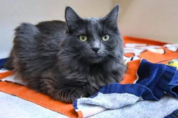 Domestic Medium Hair Cats Available for Adoption - SEBASTIAN | PetCurious
