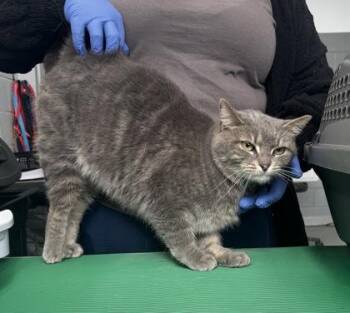 Domestic Short Hair Cats Available for Adoption - Marlee | PetCurious