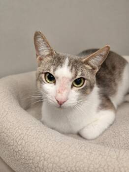 Earth -  Domestic Short Hair Cat for Adoption in Manhattan, Illinois - Earth | PetCurious
