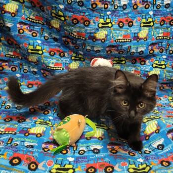 R Litter- RYDER -  Domestic Long Hair Cat for Adoption in Akron, Ohio - R Litter- RYDER | PetCurious
