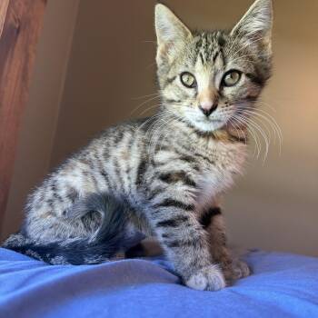 Sedona Mae -  Domestic Short Hair Cat for Adoption in Hartville, Ohio - Sedona Mae | PetCurious