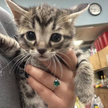 Domestic Short Hair Cats Available for Adoption in Chattanooga, Tennessee - Money Piece | PetCurious