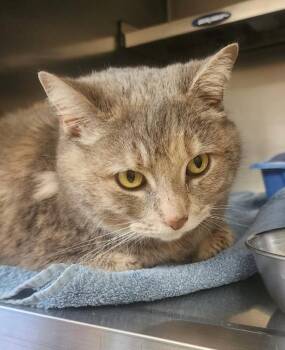 Domestic Short Hair Cats Available for Adoption in Houghton Lake, Michigan - Snowy | PetCurious