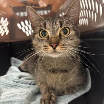 Clea -  Domestic Short Hair Cat for Adoption in Branford, Connecticut - Clea | PetCurious