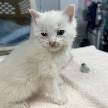 Sheepy -  Domestic Short Hair Cat for Adoption in Greenville, South Carolina - Sheepy | PetCurious