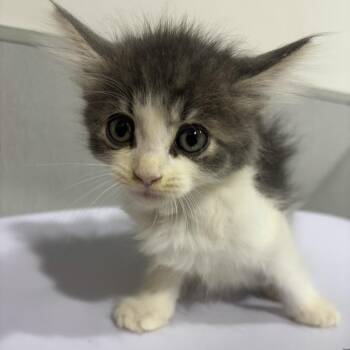 Ferris -  Domestic Short Hair Cat for Adoption in Tampa, Florida - Ferris | PetCurious