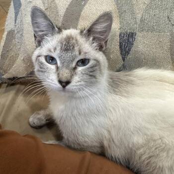 Siamese and Domestic Medium Hair Cats Available for Adoption in Tallahassee, Florida - Marco Polo PW | PetCurious