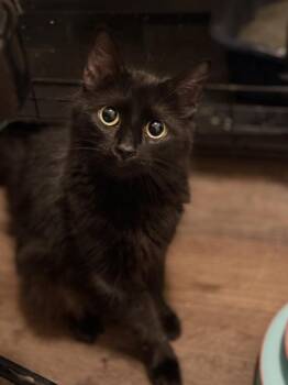 Domestic Long Hair Cats Available for Adoption in Duxbury, Massachusetts - Heather | PetCurious