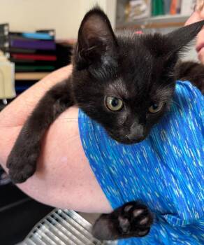 Lori -  Domestic Short Hair Cat for Adoption in Thompson Falls, Montana - Lori | PetCurious