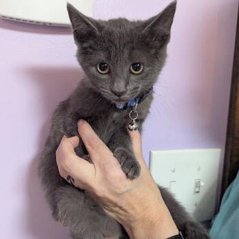 Kevin Meowens -  Domestic Short Hair and Russian Blue Cat for Adoption in Johnstown, Pennsylvania - Kevin Meowens | PetCurious