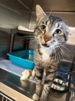 Pickles -  Domestic Short Hair Cat Available for Adoption in Metter, Georgia - Pickles | PetCurious