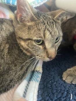 Domestic Short Hair Cats Available for Adoption in Westland, Michigan - Rizzo | PetCurious