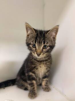 Fline -  Domestic Short Hair Cat for Adoption in Delson, Quebec - Fline | PetCurious