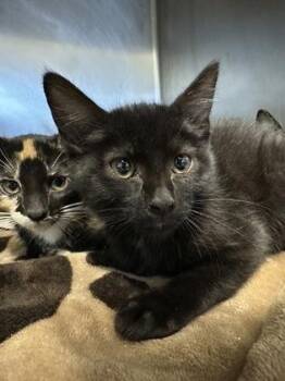 Dough Boy -  Domestic Short Hair Cat for Adoption in Fort Worth, Texas - Dough Boy | PetCurious