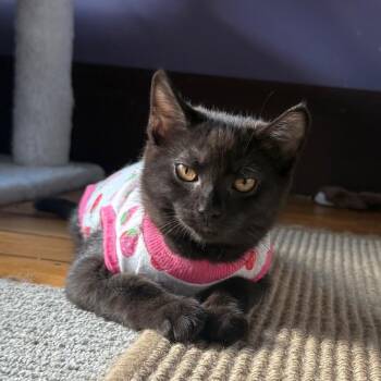Myrtle -  Domestic Short Hair Cat for Adoption in Gibsonia, Pennsylvania - Myrtle | PetCurious