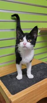 HARLAN -  Domestic Short Hair Cat for Adoption in St. Peters, Missouri - HARLAN | PetCurious