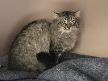 Domestic Short Hair Cats Available for Adoption - A347617 | PetCurious