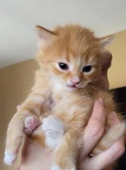 Fredd -  Domestic Medium Hair Cat for Adoption in Adrian, Michigan - Fredd | PetCurious