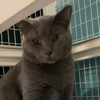 Rescue Domestic Short Hair Cats for Adoption in Zimmerman, Minnesota - Van Gaugh | PetCurious