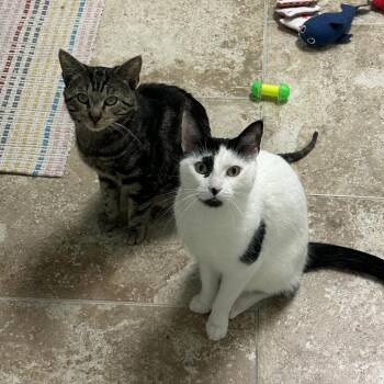 Domestic Short Hair Cats Available for Adoption - Van Gogh | PetCurious