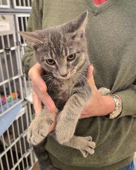 Grasshopper -  Tabby Cat for Adoption in New Rochelle, New York - Grasshopper | PetCurious