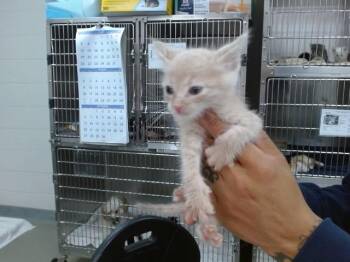 LINK -  Domestic Short Hair Cat for Adoption in Salinas, California - LINK | PetCurious