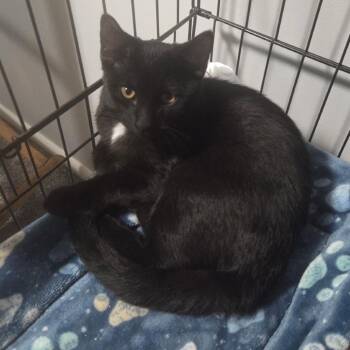 Domestic Short Hair Cats Available for Adoption in Layton, Utah - Truffle | PetCurious