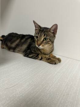 Rescue Domestic Short Hair Cats for Adoption in Greenfield, Indiana - Evergreen | PetCurious