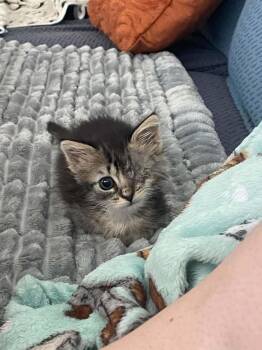 Eyeleen -  Domestic Short Hair Cat for Adoption in Lincoln, California - Eyeleen | PetCurious